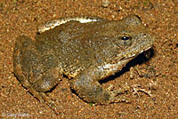 Foothill Yellow-legged Frog