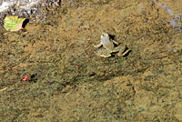 Foothill Yellow-legged Frog