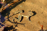 Foothill Yellow-legged Frog