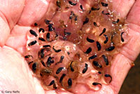 rana boylii eggs