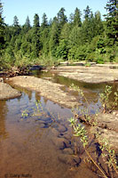 rana boylii habitat