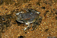 Foothill Yellow-legged Frog