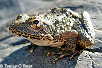 foothill yellow-legged frog