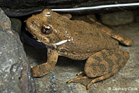 California Red-legged Frog