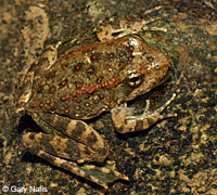 foothill yellow-legged frog