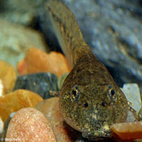 rana boylii tadpole