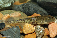 rana boylii tadpole