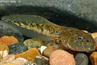 rana boylii tadpole