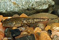 rana boylii tadpole