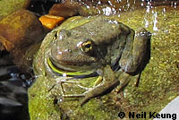 foothill yellow-legged frog