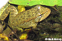 foothill yellow-legged frog