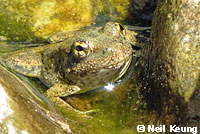 foothill yellow-legged frog