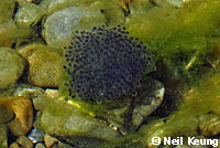 rana boylii eggs