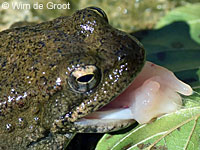 foothill yellow-legged frog