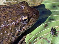 foothill yellow-legged frog