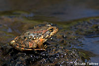 foothill yellow-legged frog