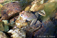 foothill yellow-legged frog