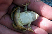 foothill yellow-legged frog