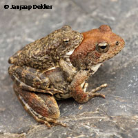 foothill yellow-legged frog