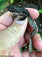 foothill yellow-legged frog