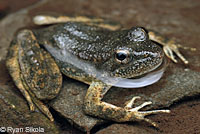 california toad