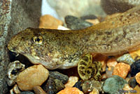 rana boylii tadpole