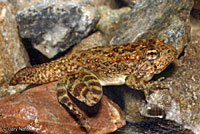 rana boylii tadpole