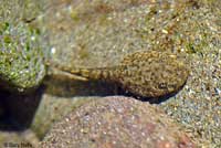 rana boylii tadpole