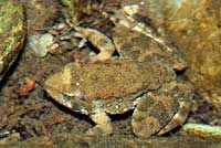 foothill yellow-legged frog