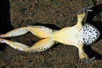 foothill yellow-legged frog