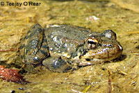 foothill yellow-legged frog