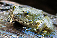 foothill yellow-legged frog