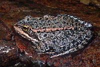 Cascades Frog