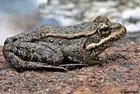 Cascades Frog