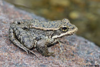 Cascades Frog