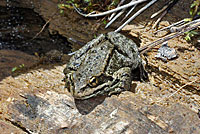 Cascades Frog