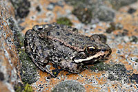 Cascades Frog