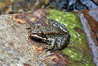 Cascades Frog