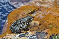 Cascades Frog