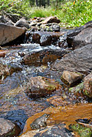 Cascades Frog