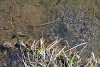 Cascades Frog Eggs