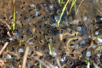 Cascades Frog Eggs