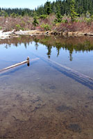 Cascades Frog Eggs