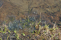 Cascades Frog Eggs