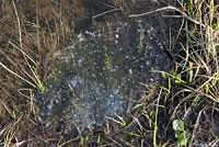 Cascades Frog Eggs