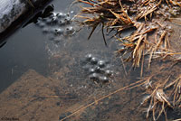 Cascades Frog Eggs