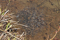 Cascades Frog Eggs