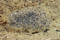 Cascades Frog Eggs