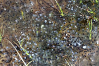 Cascades Frog Eggs