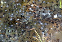 Cascades Frog Eggs